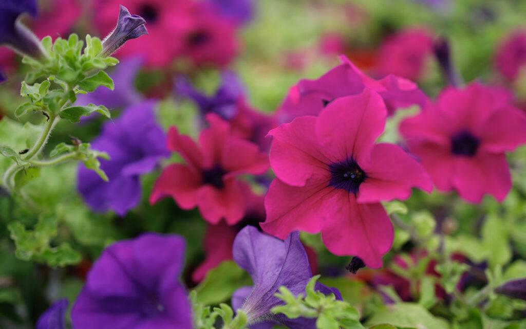 Petunias