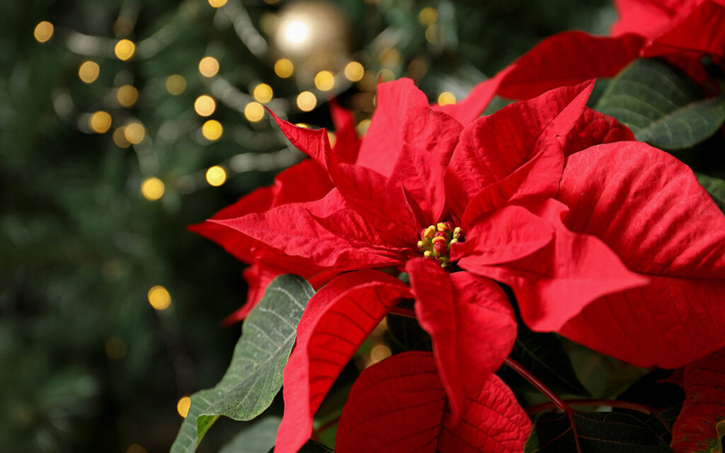 Holiday Poinsettia